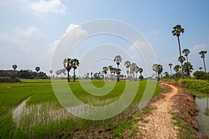 View of palm trees and rice fields under the blue sky.