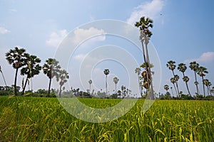 View of palm trees and rice fields under the blue sky.