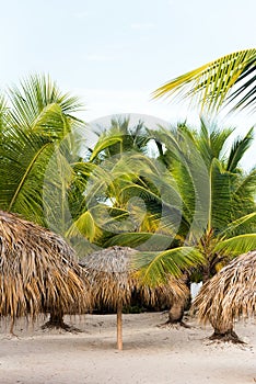 A view of the palm trees on a sandy beach in Punta Cana, La Altagracia, Dominican Republic. Copy space for text. Vertical.