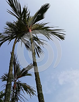 The view of palm trees at yhe botanic garden