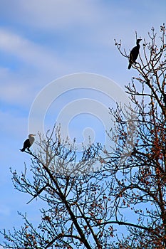 Great cormorant back perched on a branch photo