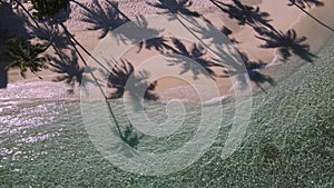 View at palms at the beach