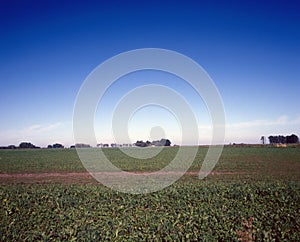 view of pampa argentina with blue sky