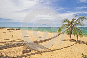 The view of Pantai Jambu Bongkok Beach with almost fallen fallen coconut tree in Terengganu, Malaysia.