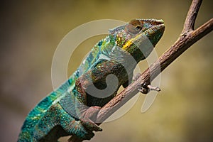 view on a panther chameleon