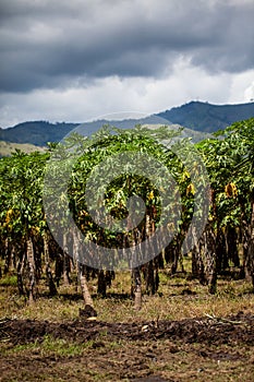 View of a papaya cultivation and the majestic mountains at the region of Valle del Cauca in Colombia