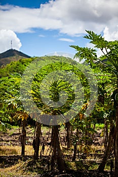 View of a papaya cultivation and the majestic mountains at the region of Valle del Cauca in Colombia