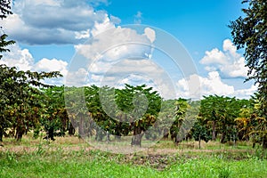 View of a papaya cultivation and the majestic mountains at the region of Valle del Cauca in Colombia