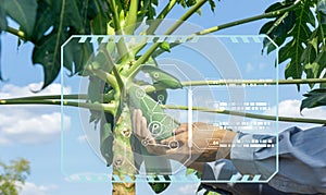 View papaya fruit in hands to check the quality of the papaya fruit for control quality before the seed plant. Future agriculture