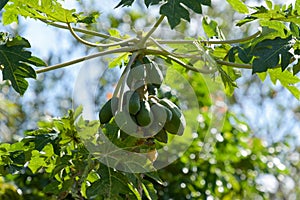 view of the papaya fruit in Mauritius