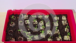 View of parsley seed germination in container from rockwool cubes