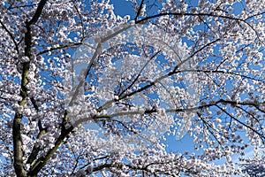 View of part of a cherry tree in full bloom.