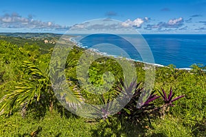 A view past boat lily plants on Hackleton Cliffs along the Atlantic coast in Barbados