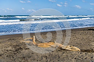 A view past driftwood on the beach at Tortuguero in Costa Rica