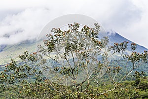 A view past trees as clouds roll over the side of the Arenal volcano, Costa Rica