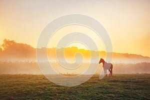 View of pasture with Arabian horse grazing in the sunlight. Beauty world. Soft filter. Warm toning effect