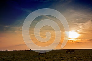 View of the pasture, cows graze at sunset