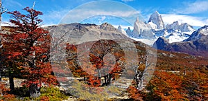 Trees with autumn colors and Mount Fitz Roy, Patagonia, Argentina photo