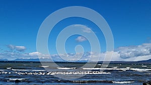 View on Patagonian fiord with black necked swans and waves.