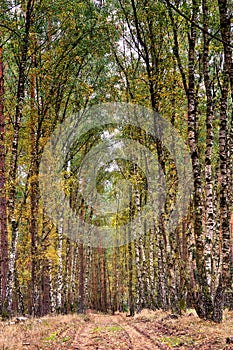 View of a path in the birch forest