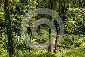 A view of the path leading to the Gendarme waterfall in the rain forest of Martinique