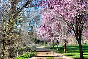 View of a path with a row of cherry blossom trees on a park in Valladolid, Spain