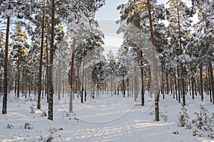 View of the path in the winter forest