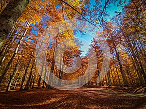View of pathway in the autumn beech forest during autumn season at Monte Livata