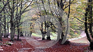 View of pathway in the autumn beech forest in Umbria