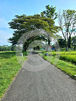 view of the paved road on either side of rice fields and green trees