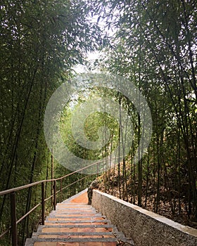 View of a peaceful bamboo trail