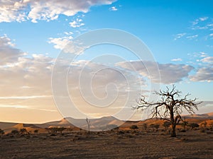 View of peaceful morning sunrise with beautiful dead tree and desert sand dune vast horizon with soft blue sky and white cloud