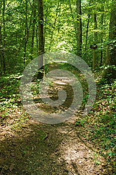 View of a Peaceful Woodland Trail