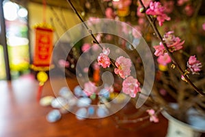 View of peach branches and cherry blossoms with Vietnamese food for Tet holiday in blurred background