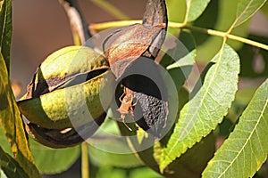 BROWN STINK BUG ON PECAN NUT HUSKS ON A TREE