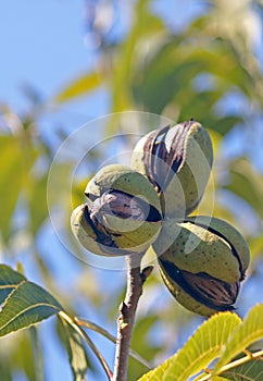 A CLUSTER OF THREE RIPE PECAN NUTS IN HUSKS ON A TREE AGAINST A BLUE SKY