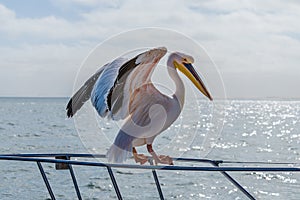 A view of a Pelican stretching its wings on a boat in Walvis Bay, Namibia