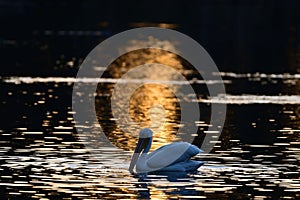 View of the pelican swimming in the lake on a sunset