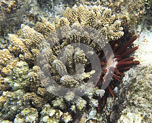 View of pencil urchin behind corals