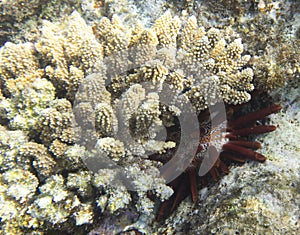View of pencil urchin behind corals
