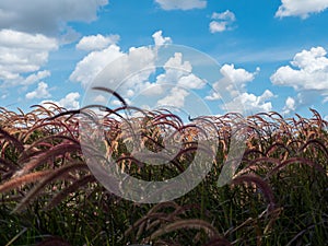 View of Pennisetum wild flower against blue sky white clouds as beautiful nature background