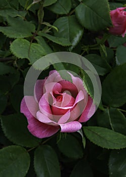 Pink Knock-Out Rose