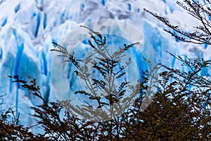 View of Perito Moreno Glacier, Los Glaciares National Park, Argentina