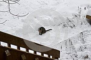 View of a pet tabby cat sitting on the ground of newly shoveled snow