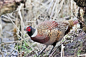 A view of a Pheasant