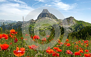 View of Pic du Midi d`Ossau in French Pyrenees, with field of p