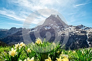 View of Pic du Midi Ossau with daffodils in springtime, french Pyrenees