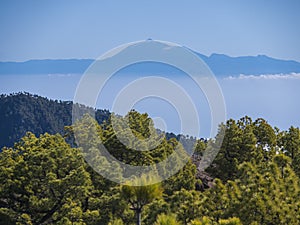 View on Pico del Teide volcano and lush green pine tree forest at hiking trail to Pico Bejenado mountain at national photo