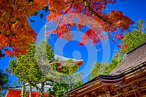 View of Picturesque Danjo Garan Sacred Temple with Line Seasonal Red Maples at Mount Koya in Japan