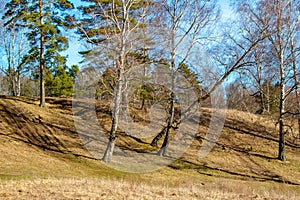 View of a picturesque sloping hill overgrown with birches and pines